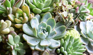 多肉的枯叶怎么处理 多肉枯掉的叶怎么处理