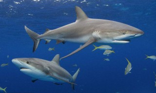 鲨鱼是什么动物类型 鲨鱼属于什么类型的动物呢?