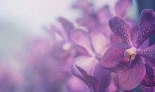 紫根兰什么时候开花（紫根兰什么时候开花呀）