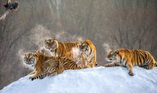 世界上最大的老虎是什么 世界上最大的老虎是什么老虎图片