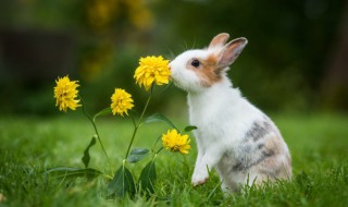 为什么兔子的耳朵特别长?（为什么兔子的耳朵特别长读书笔记）