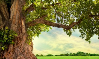 为什么空心的老树还能活 为什么有的老树树干空心后仍能成活?