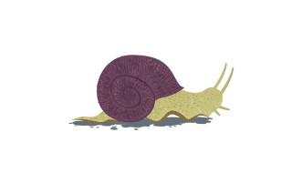 为什么蜗牛爬过的地方会留下痕迹 为什么蜗牛爬过有痕迹