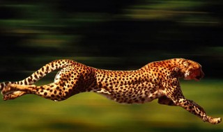 为什么猎豹奔跑特别快 为什么猎豹跑那么快