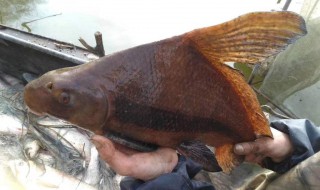 胭脂鱼是几级保护动物 长江胭脂鱼是几级保护动物