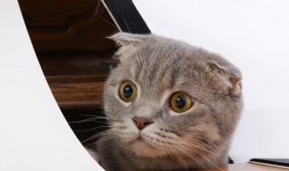 猫的瞳孔为什么会变大变小 猫的瞳孔为什么会变大变小 什么时候会变呢