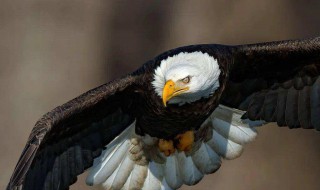 美国的国鸟是什么鸟 美国的国鸟是什么鸟?