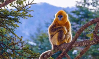 为什么金丝猴会有这么高的名望呢（金丝猴为什么是猴中的贵族）