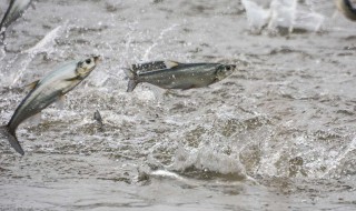 为什么冬季在养鱼的河面上要凿孔 为什么冬季在养鱼的河面上要凿孔钓鱼