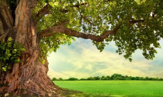 为什么大树上会长出别的小树 小树能长成大树的原因是什么