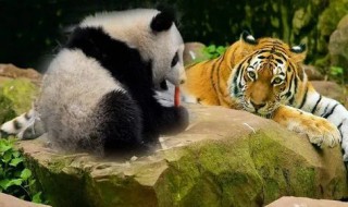 为什么大熊猫和老虎会成为珍稀动物 大熊猫和老虎谁珍贵