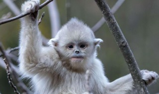 为什么管金丝猴叫精灵鬼 为什么金丝猴叫金丝猴