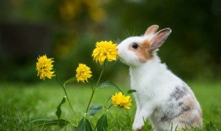 为什么兔子有三瓣嘴 兔子是三瓣嘴子么