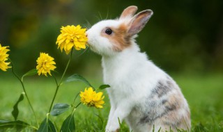 敲皮实的宠物兔子的名字 宠物兔子取名大全