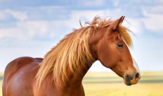 为什么马的耳朵时常摇动 马的耳朵为什么会动