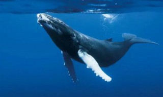 为什么鲸在海水中会喷出水柱 鲸鱼为何常在水面上喷出水柱