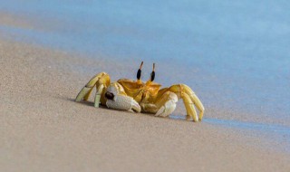 为什么螃蟹横着走路 为什么螃蟹横着走路的阅读感想