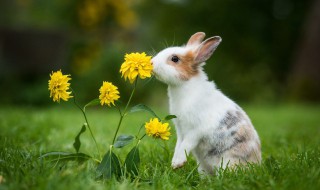 乖乖兔为什么会吃自己的粪便 兔子总吃自己的便便
