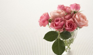 粉色玫瑰花的花语是什么啊 粉色的玫瑰花语是什么意思