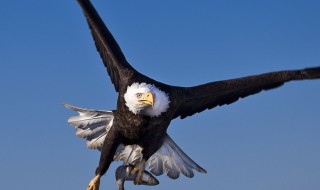 为什么鹰能从高空发现地面的小猎物（为什么鹰能从高空发现地面的小猎物呢）