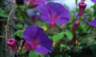 牵牛花开出了紫色的小花怎么扩句 牵牛花开出来了紫色的小花改为拟人句