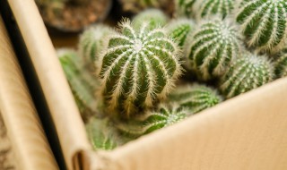 左旋仙人球的养殖方法 左旋仙人球花怎样养护