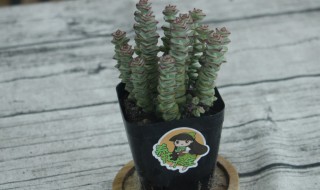 钱串子的养殖方法和注意事项（金钱树的养殖方法和注意事项）