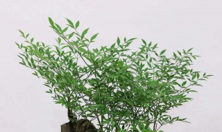 南天竹盆景养殖方法（盆栽南天竹的种植方法）