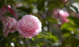 四季芙蓉花的养殖方法 盆栽芙蓉花养殖