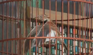 百灵鸟养殖方法 百灵鸟的养殖方法