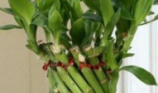 红运竹的养殖方法 红运竹怎么养