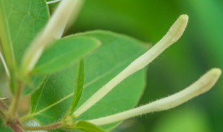 养兰花用纯松树皮还是掺土 松树皮种兰花需要加腐殖土吗