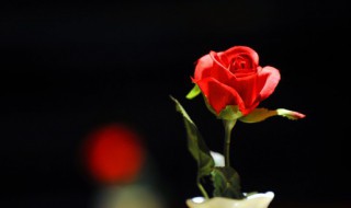 玫瑰花的花蕊是什么样子的 玫瑰花的花蕊是什么样子的照片
