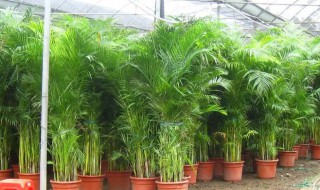 盆栽夏威夷的椰子树如何养护（夏威夷椰子怎么养护）