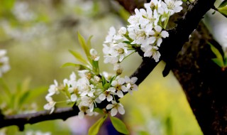 李子树的花叫什么名字 李花是李子树的花吗