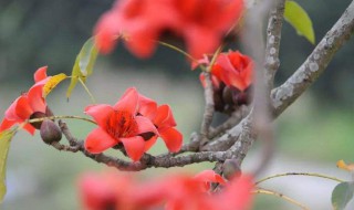 木棉花是完全花还是不完全花（木棉花干花为什么和鲜花不同）