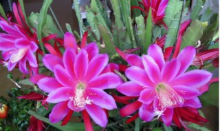 令箭花怎么养殖方法 令箭花怎样栽培