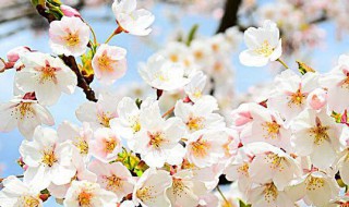 春天开白花的树 春天开白花的树有哪些
