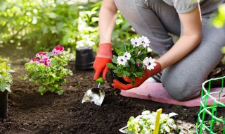 四季芙蓉花养殖方法 盆栽芙蓉花养殖