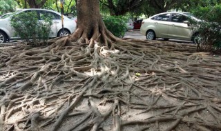 榕树的根属于什么根系 榕树的根是什么根系