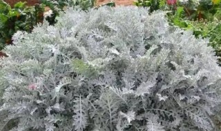 银叶菊是多年生植物吗 银叶菊几年生