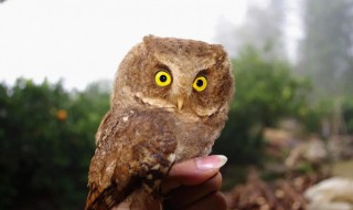 猫头鹰为什么白天睡觉晚上不睡觉（猫头鹰为什么白天睡觉晚上不睡觉写一篇作文）