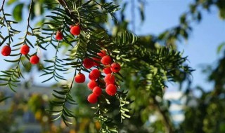 红豆杉属于被子植物还是裸子植物（红豆杉 裸子植物）