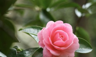 铁甲麒麟养殖方法 铁甲麒麟养殖方法视频