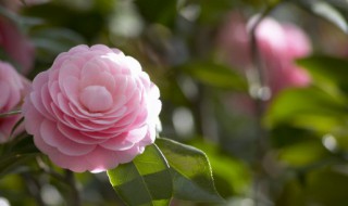 花猫花的养殖方法（怎样的花猫）