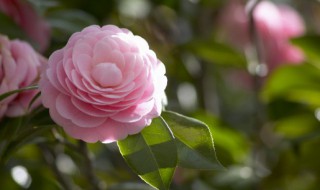 粉色茶花的花语是什么 茶花花语及象征