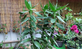 可以加淡盐水来养富贵竹吗 水养富贵竹可以放盐吗