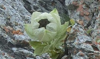 青石山养殖方法（青石山怎样栽培）