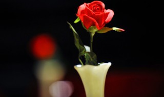 玫瑰花一朵多少片花瓣 一支玫瑰花有多少片花瓣