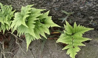 骨碎补怎么种植（骨碎补怎样种植）